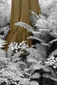 Redwood and Ferns infrared