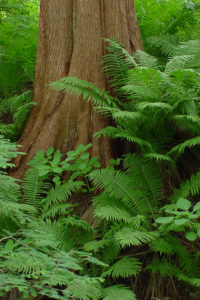 Redwood and Ferns